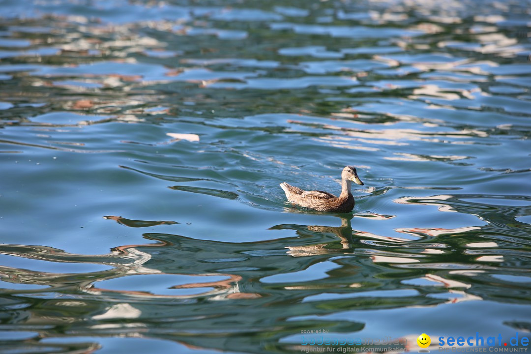 BODENSEEBOOT - Bodenseequerung: Stefan Koske: Friedrichshafen, 14.08.2019