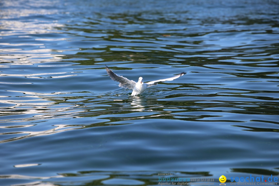 BODENSEEBOOT - Bodenseequerung: Stefan Koske: Friedrichshafen, 14.08.2019