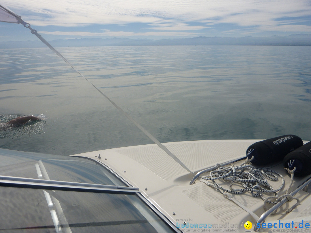 BODENSEEBOOT.DE Bodensee Querung, Thorsten Ratzlaff: Friedrichshafen, 25.08