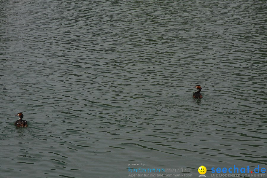 Sonnenkoenigin-Bregenz-080610-Bodensee-Community-seechat_deIMG_2017.JPG