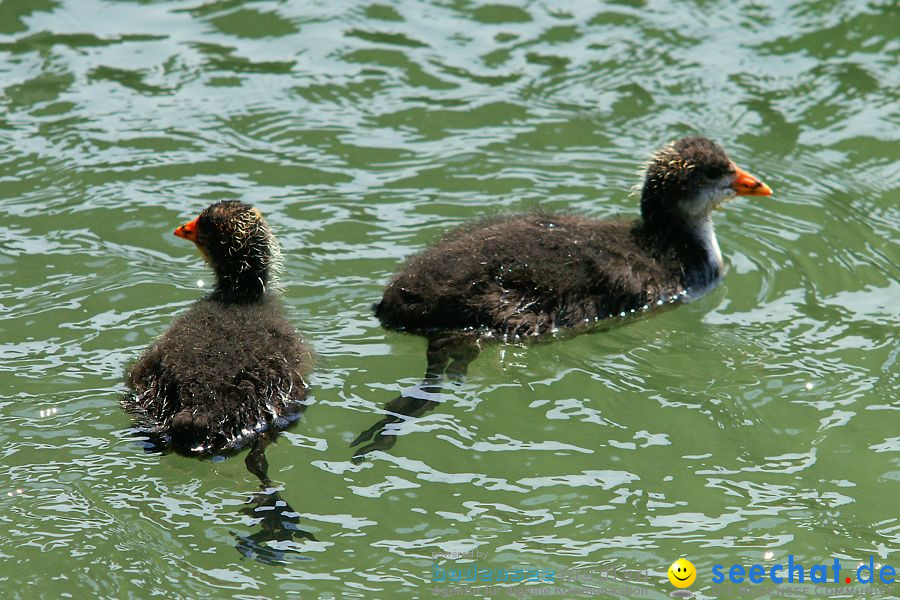 4. Internationales Seehafenfliegen 2010: Lindau am Bodensee, 26.06.2010