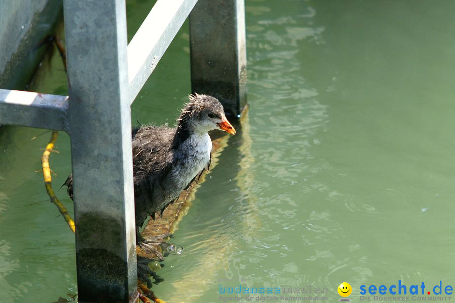 4. Internationales Seehafenfliegen 2010: Lindau am Bodensee, 26.06.2010