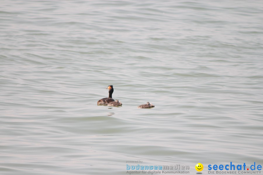 4. Internationales Seehafenfliegen 2010: Lindau am Bodensee, 26.06.2010