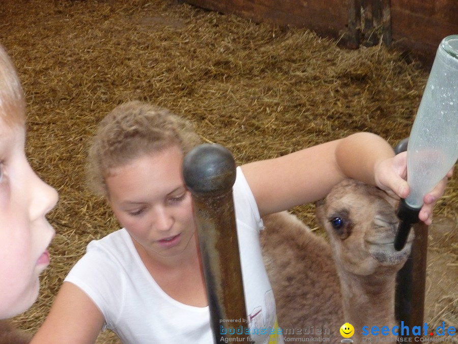 Afrikafest auf dem Kamelhof: Rotfelden, 06.08.2010