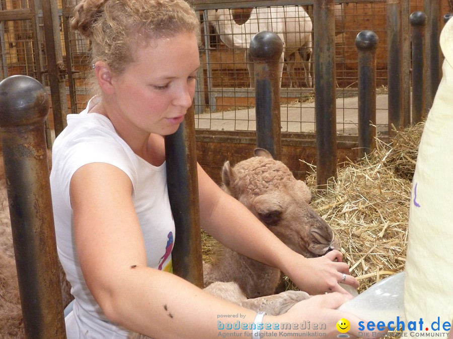 Afrikafest auf dem Kamelhof: Rotfelden, 06.08.2010