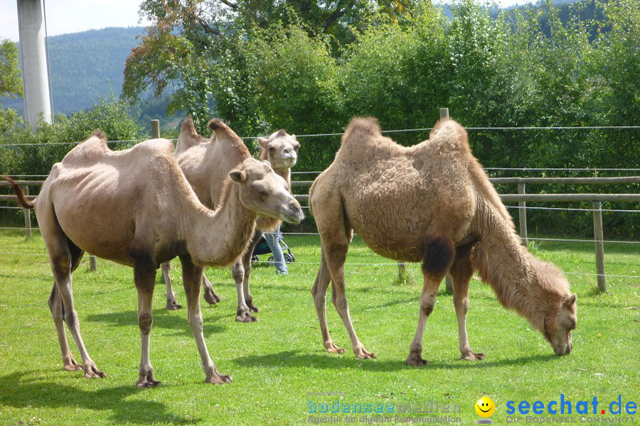 Afrikafest auf dem Kamelhof: Rotfelden, 06.08.2010