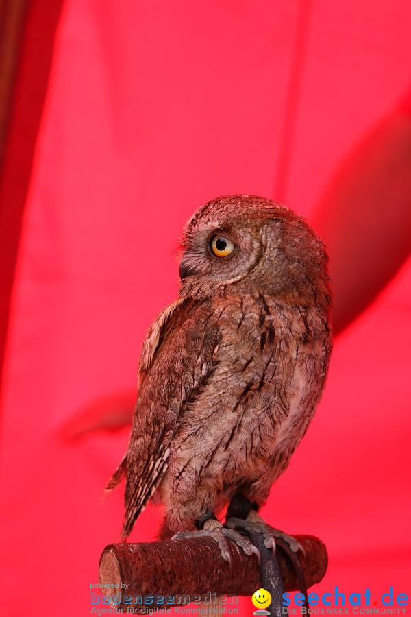 Photokina-Koeln-24092010-Bodensee-Community-seechat_de-_81.JPG