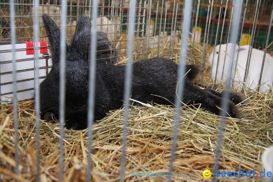 Vogelschau: Ailingen bei Friedrichshafen, 07.11.2010