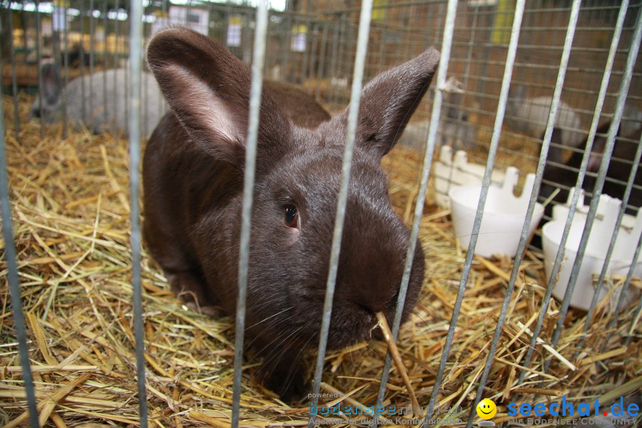 Vogelschau: Ailingen bei Friedrichshafen, 07.11.2010