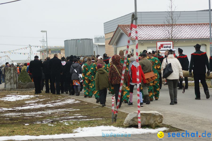 Narrenbaumstellen: Orsingen am Bodensee, 29.01.2011