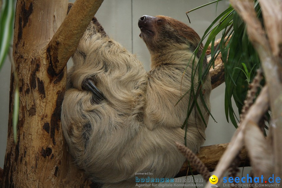 WILHELMA - zoologisch-botanischer Garten: Stuttgart, 05.02.2011