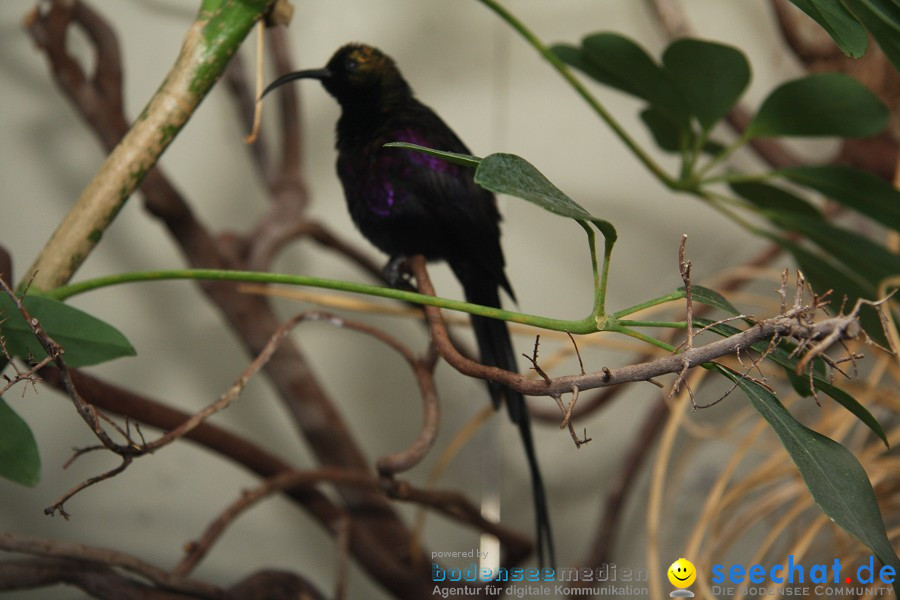 WILHELMA - zoologisch-botanischer Garten: Stuttgart, 05.02.2011