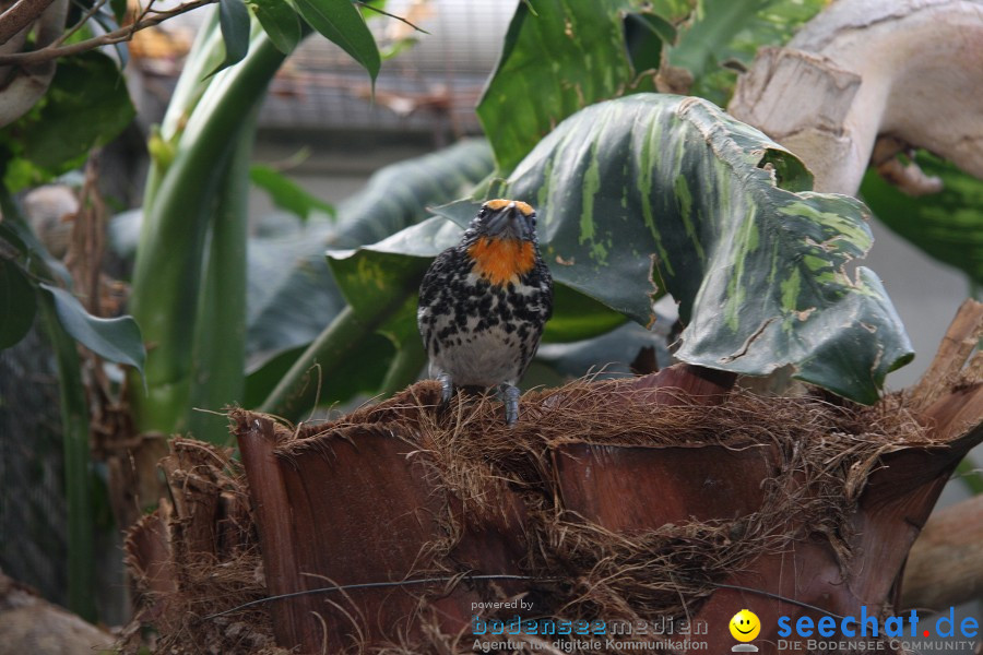 WILHELMA - zoologisch-botanischer Garten: Stuttgart, 05.02.2011