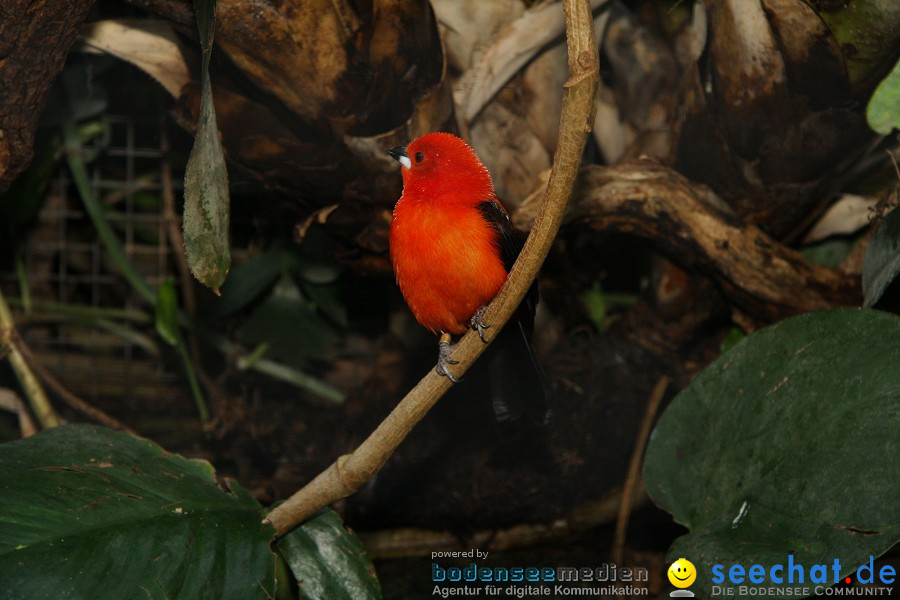 WILHELMA - zoologisch-botanischer Garten: Stuttgart, 05.02.2011