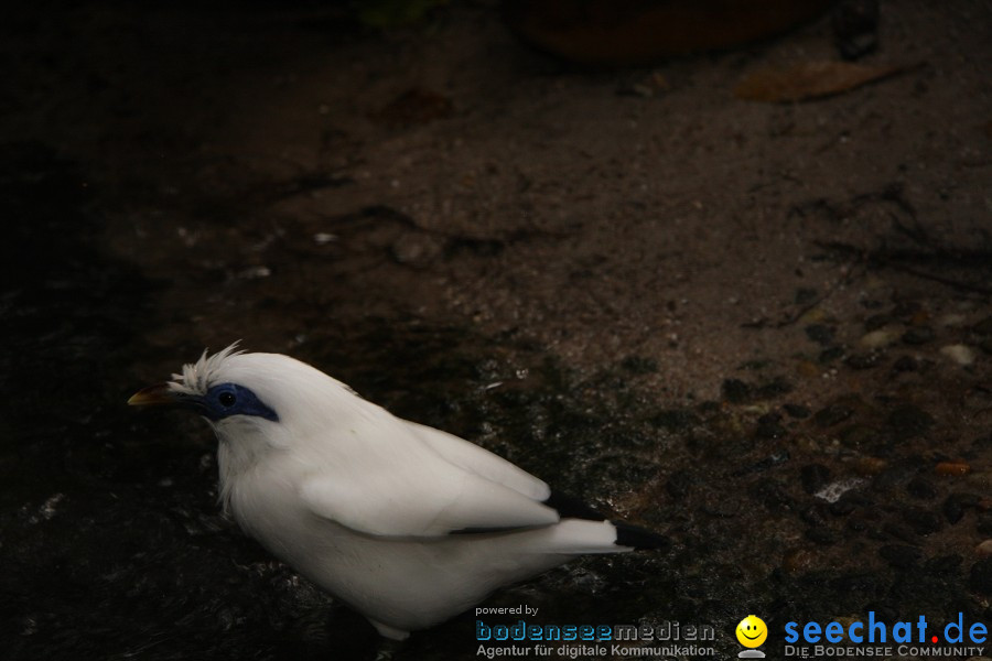 WILHELMA - zoologisch-botanischer Garten: Stuttgart, 05.02.2011