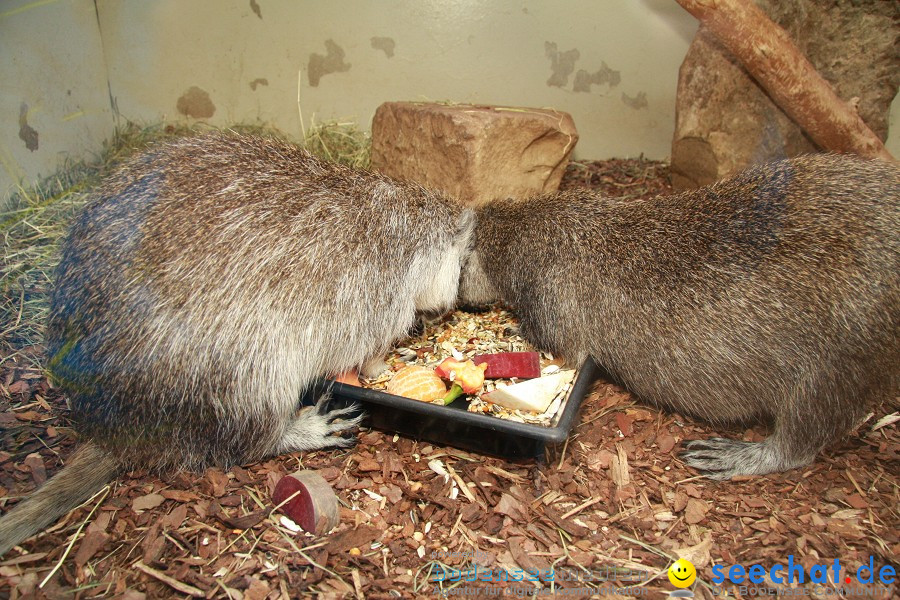 WILHELMA - zoologisch-botanischer Garten: Stuttgart, 05.02.2011