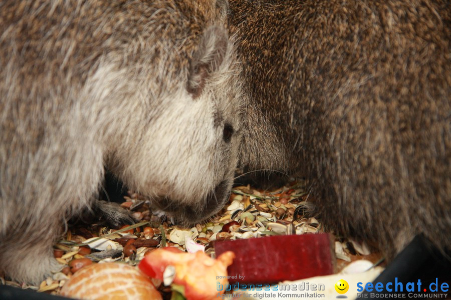 WILHELMA - zoologisch-botanischer Garten: Stuttgart, 05.02.2011