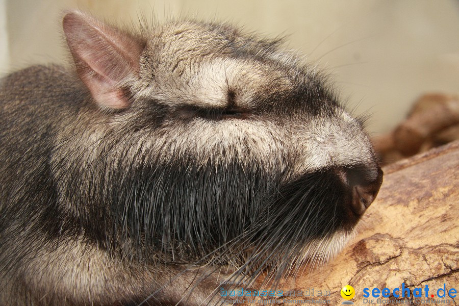 WILHELMA - zoologisch-botanischer Garten: Stuttgart, 05.02.2011