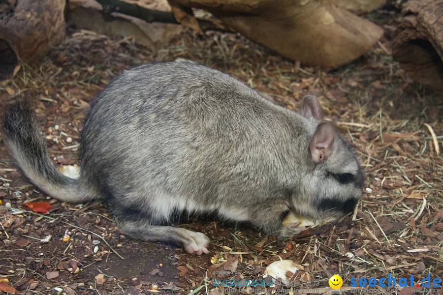 WILHELMA - zoologisch-botanischer Garten: Stuttgart, 05.02.2011