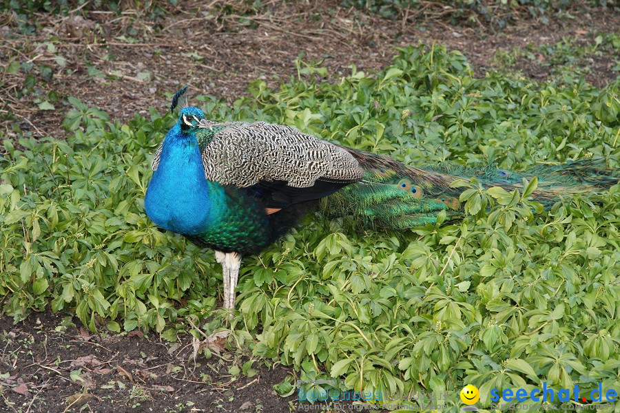 WILHELMA - zoologisch-botanischer Garten: Stuttgart, 05.02.2011