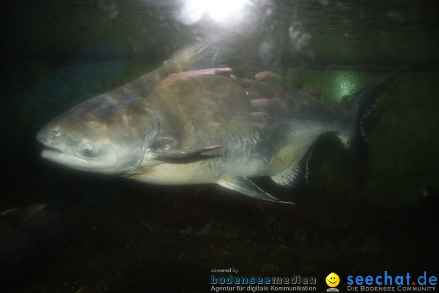 WILHELMA - zoologisch-botanischer Garten: Stuttgart, 05.02.2011