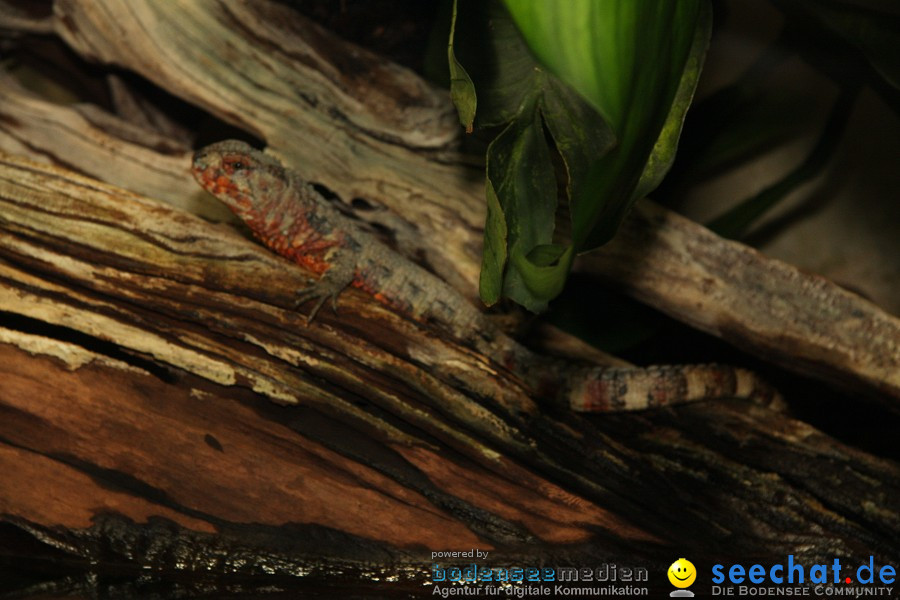 WILHELMA - zoologisch-botanischer Garten: Stuttgart, 05.02.2011