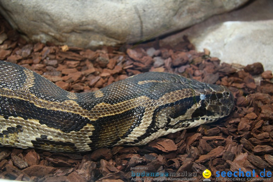 WILHELMA - zoologisch-botanischer Garten: Stuttgart, 05.02.2011