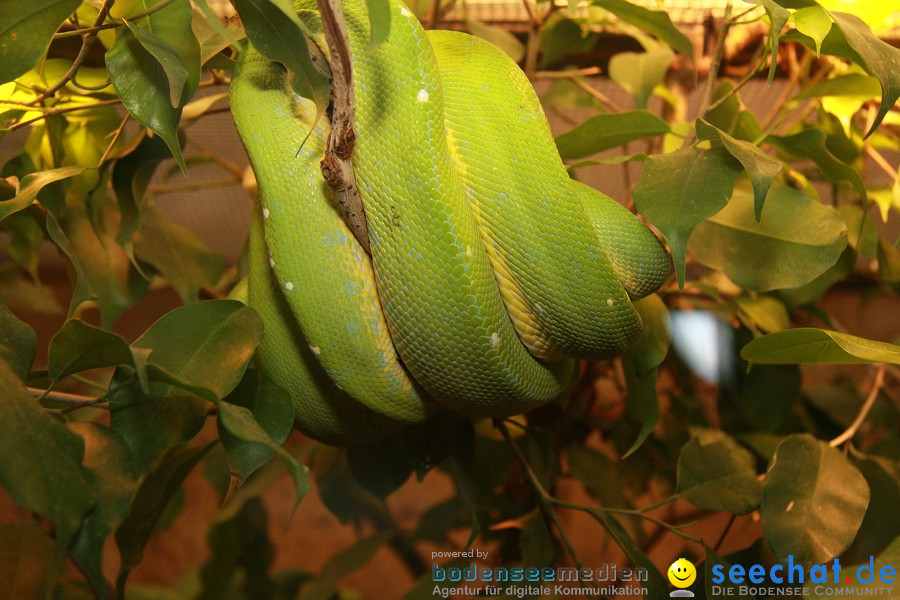 WILHELMA - zoologisch-botanischer Garten: Stuttgart, 05.02.2011