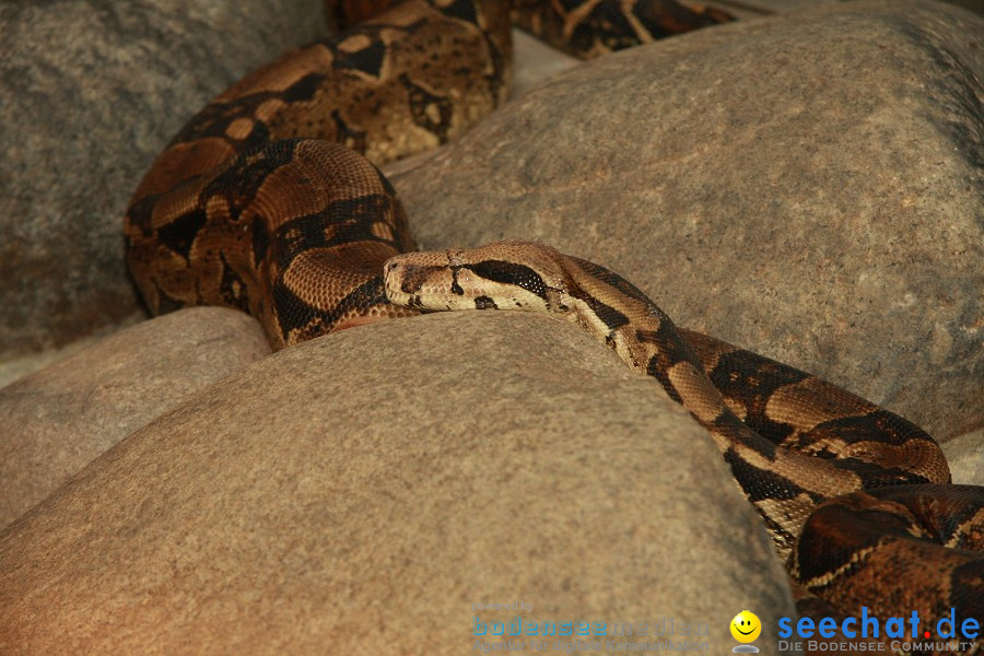 WILHELMA - zoologisch-botanischer Garten: Stuttgart, 05.02.2011