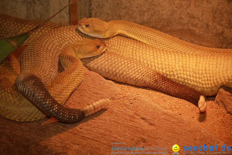 WILHELMA - zoologisch-botanischer Garten: Stuttgart, 05.02.2011