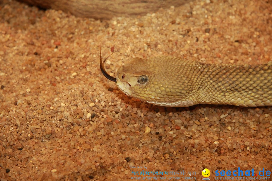 WILHELMA - zoologisch-botanischer Garten: Stuttgart, 05.02.2011