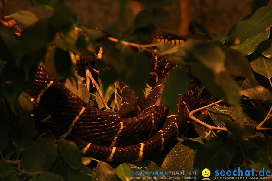 WILHELMA - zoologisch-botanischer Garten: Stuttgart, 05.02.2011