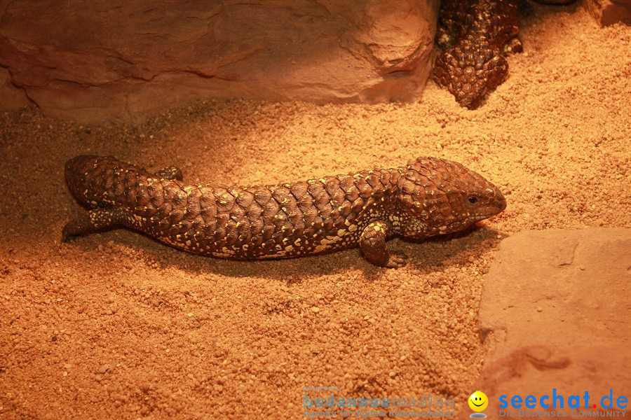 WILHELMA - zoologisch-botanischer Garten: Stuttgart, 05.02.2011