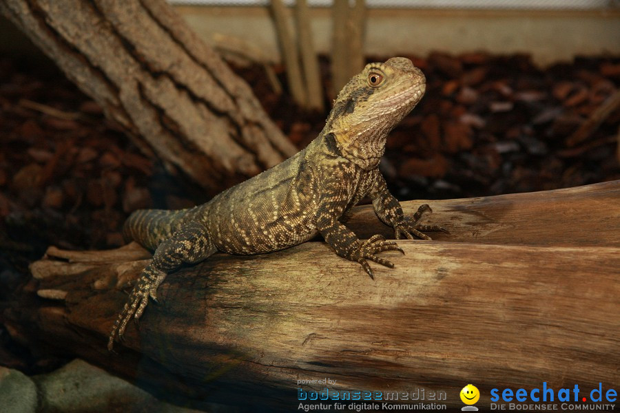 WILHELMA - zoologisch-botanischer Garten: Stuttgart, 05.02.2011