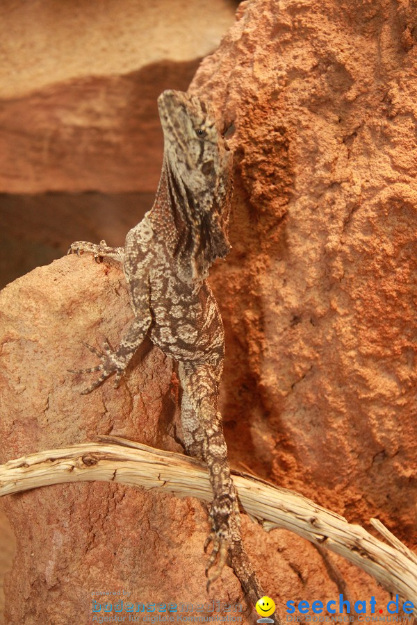 WILHELMA - zoologisch-botanischer Garten: Stuttgart, 05.02.2011