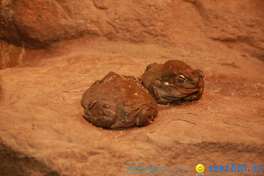 WILHELMA - zoologisch-botanischer Garten: Stuttgart, 05.02.2011