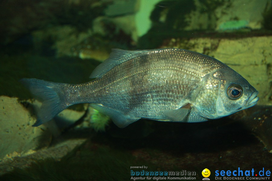 WILHELMA - zoologisch-botanischer Garten: Stuttgart, 05.02.2011