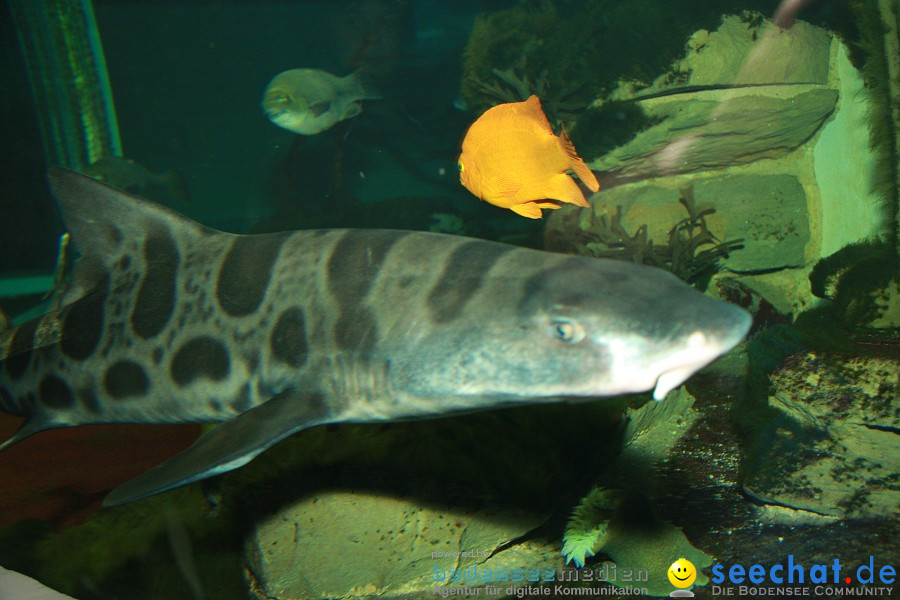 WILHELMA - zoologisch-botanischer Garten: Stuttgart, 05.02.2011