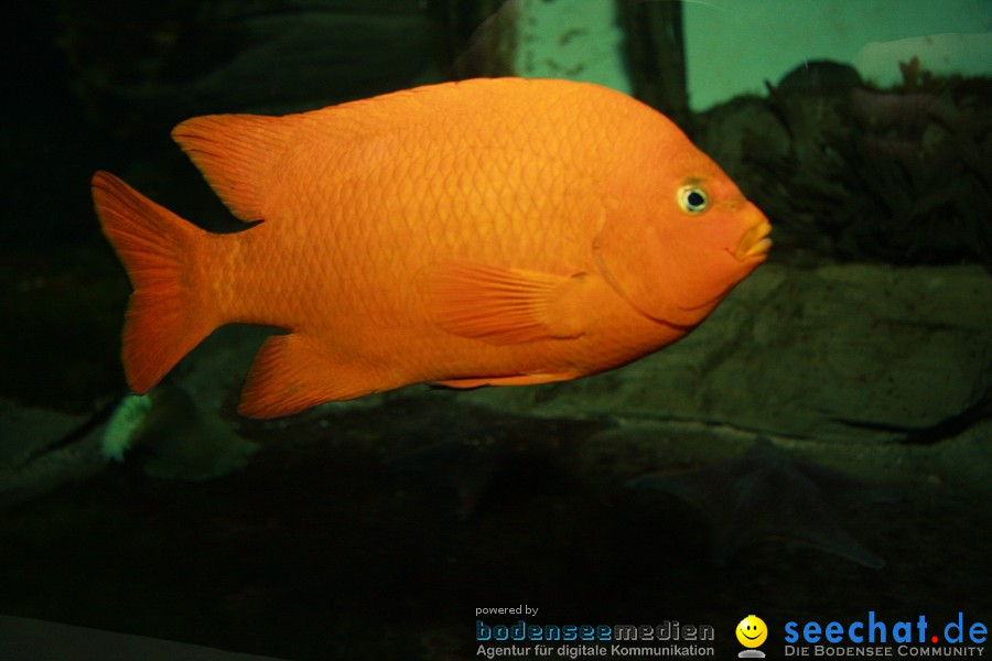 WILHELMA - zoologisch-botanischer Garten: Stuttgart, 05.02.2011