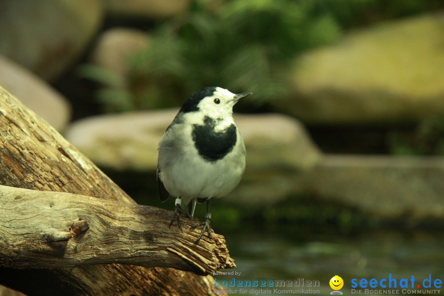 WILHELMA - zoologisch-botanischer Garten: Stuttgart, 05.02.2011