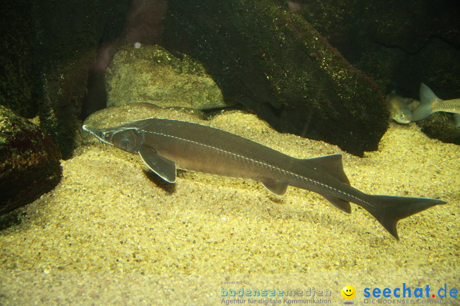 WILHELMA - zoologisch-botanischer Garten: Stuttgart, 05.02.2011