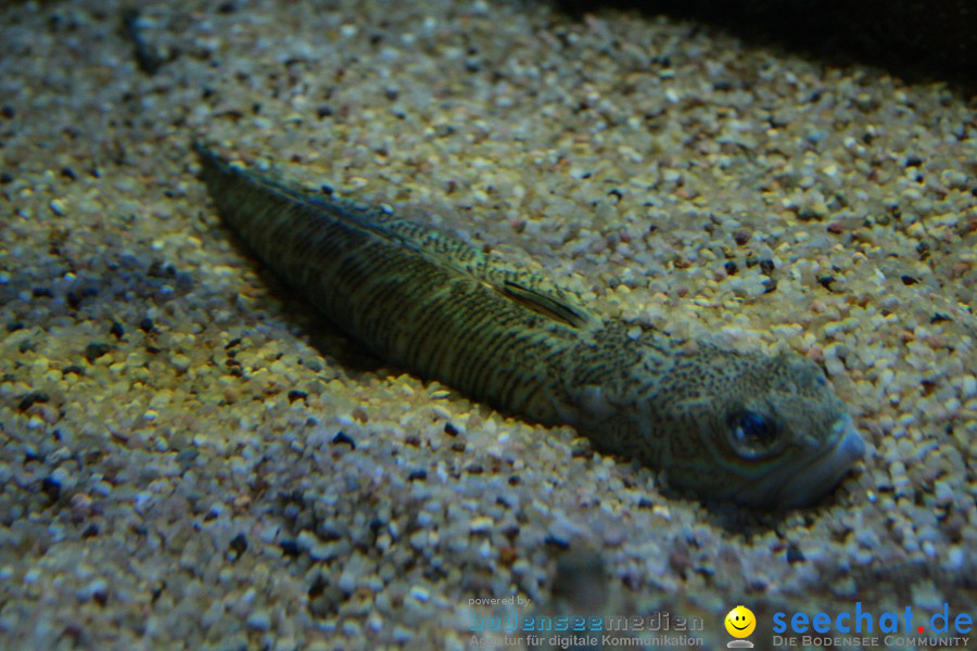 WILHELMA - zoologisch-botanischer Garten: Stuttgart, 05.02.2011