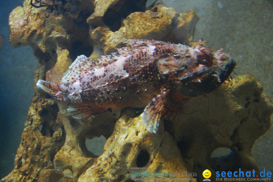 WILHELMA - zoologisch-botanischer Garten: Stuttgart, 05.02.2011