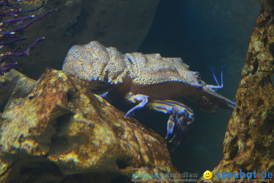 WILHELMA - zoologisch-botanischer Garten: Stuttgart, 05.02.2011