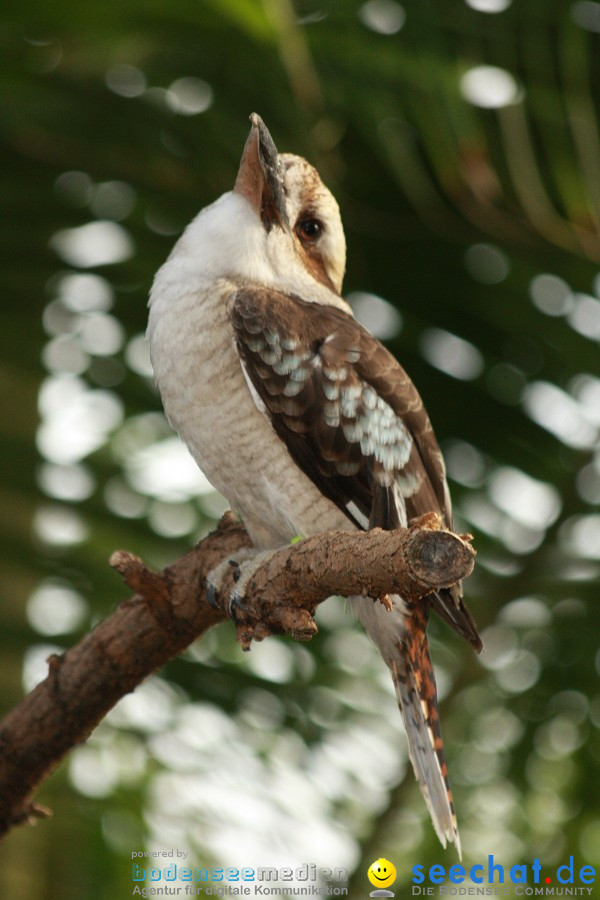 WILHELMA - zoologisch-botanischer Garten: Stuttgart, 05.02.2011