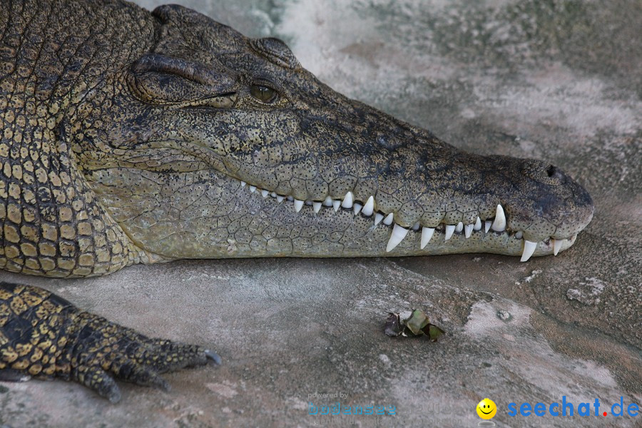 WILHELMA - zoologisch-botanischer Garten: Stuttgart, 05.02.2011