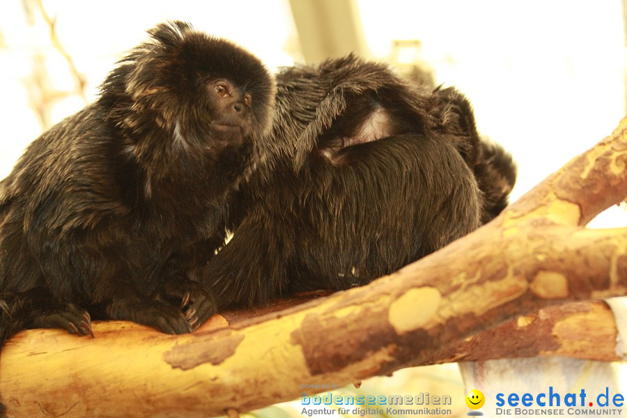 WILHELMA - zoologisch-botanischer Garten: Stuttgart, 05.02.2011