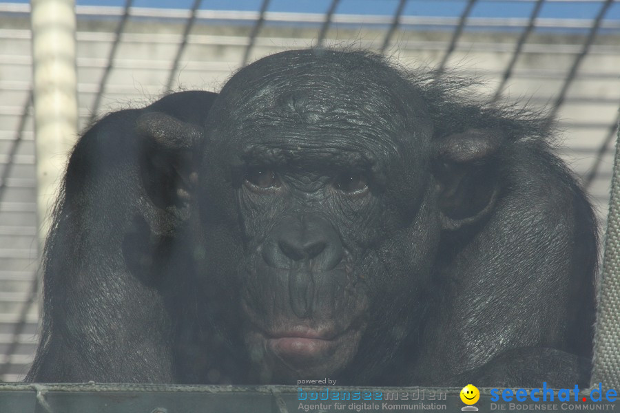 WILHELMA - zoologisch-botanischer Garten: Stuttgart, 05.02.2011