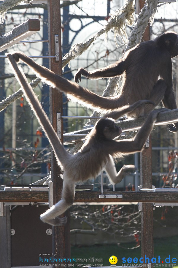 WILHELMA - zoologisch-botanischer Garten: Stuttgart, 05.02.2011