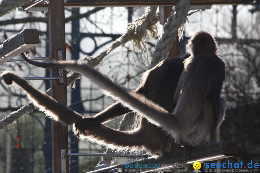 WILHELMA - zoologisch-botanischer Garten: Stuttgart, 05.02.2011